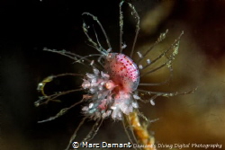 Canon 100mm macro +10 diopter. Sea flea and young on Hydr... by Marc Damant 